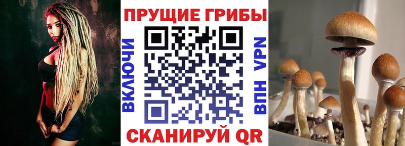 Галлюциногенные грибы прущие грибы  купить  сайты  Керчь 